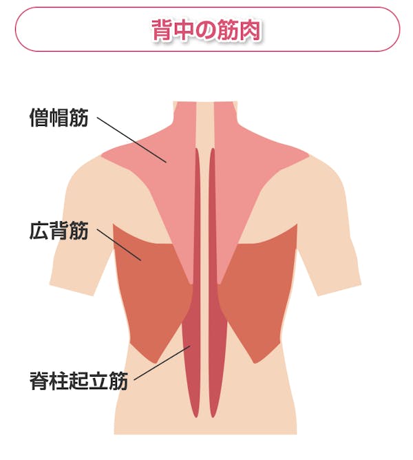 背中を構成する三つの筋肉