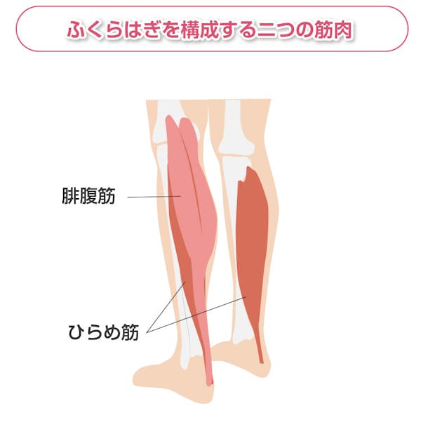 ふくらはぎを構成する筋肉の解説図