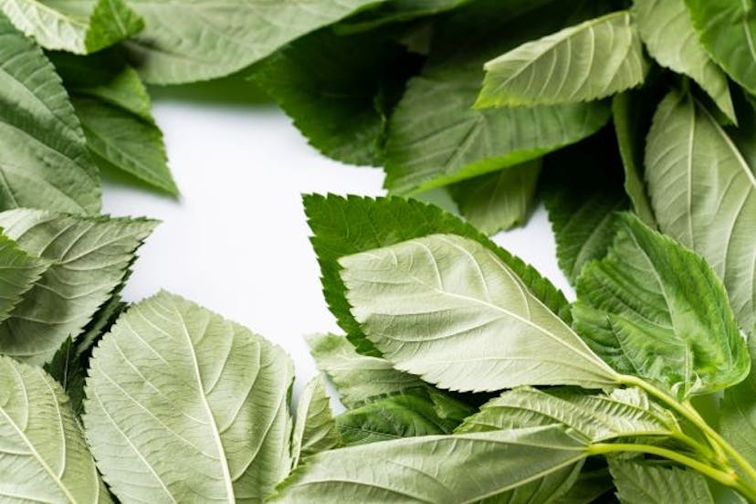 抗酸化作用とは？活性酸素による悪影響に対抗するためのポイントのサムネイル