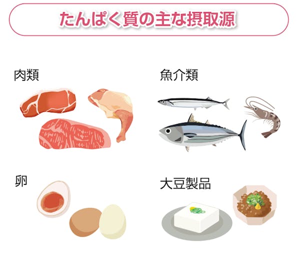 たんぱく質の主な摂取源