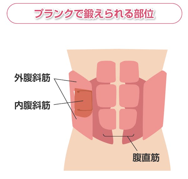 プランクで鍛えられる部位