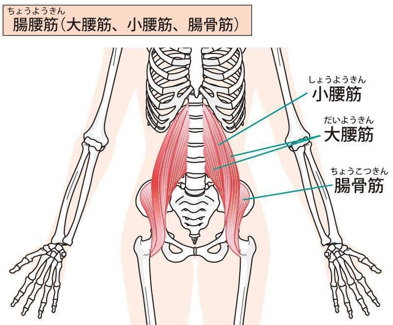 腸腰筋はどこにある筋肉？ 効果的な筋トレとストレッチ方法も紹介！ | MotionPalette