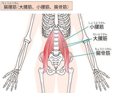 腸腰筋はどこにある筋肉？ 効果的な筋トレとストレッチ方法も紹介！	