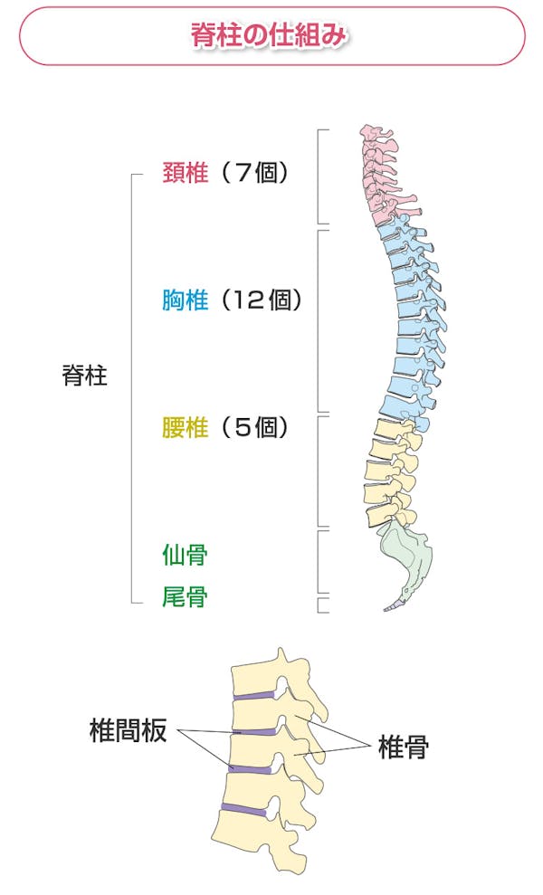 脊椎の仕組み図