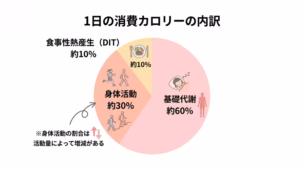 全体の約60％が基礎代謝量、役10％がDIT、30％が身体活動によるものだという点と、身体活動量だけは量の上下がある点を示す円グラフ）