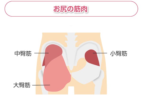 お尻の筋肉解説図