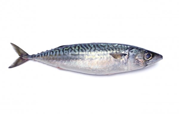 生魚