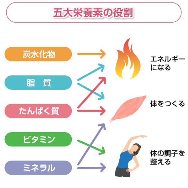 五大栄養素の役割