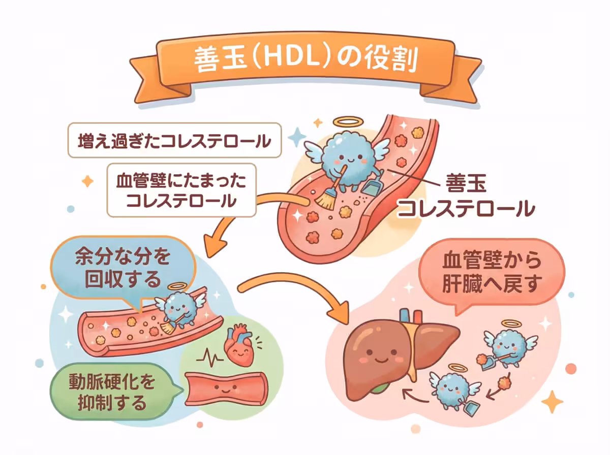 善玉(HDLの役割)