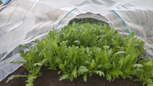 ビニールハウスの春菊