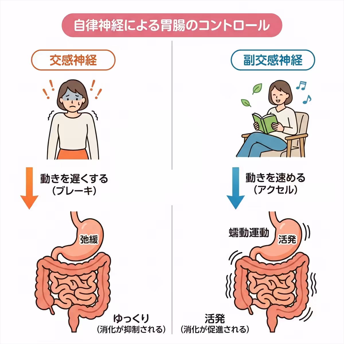 自律神経と胃腸の関係