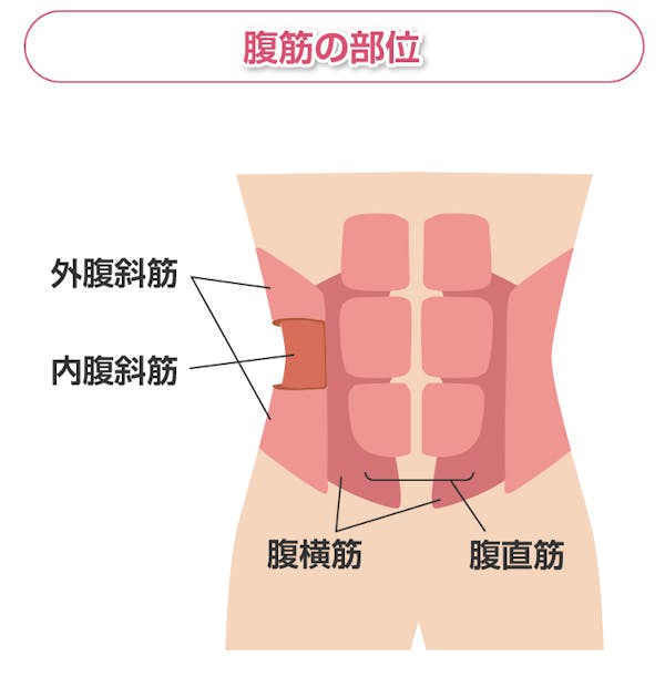 腹筋の部位解説図