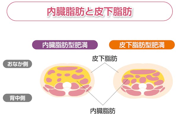 内臓脂肪と皮下脂肪