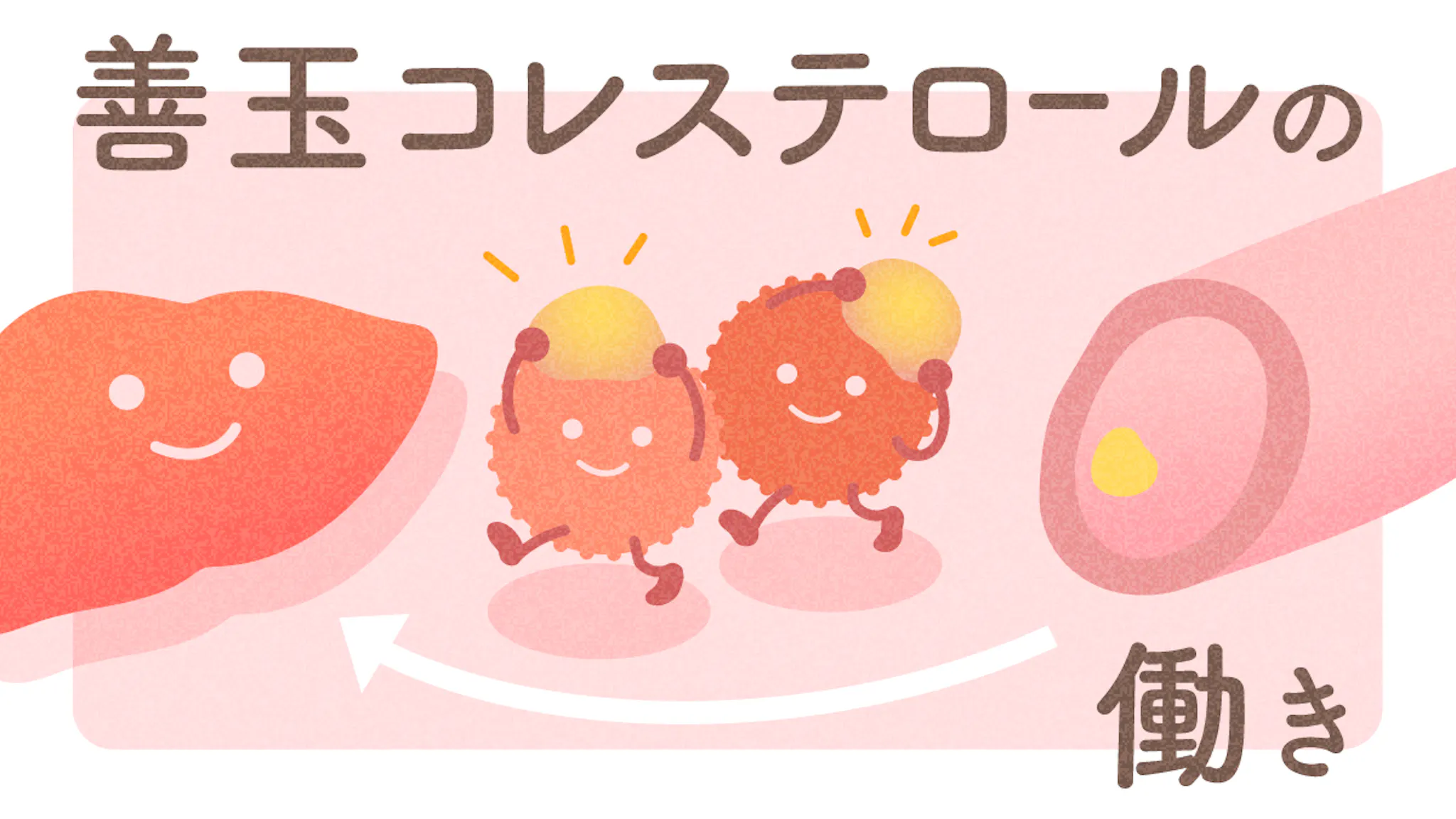 HDLコレステロールとは？善玉コレステロールの働きと基準値を紹介！のサムネイル