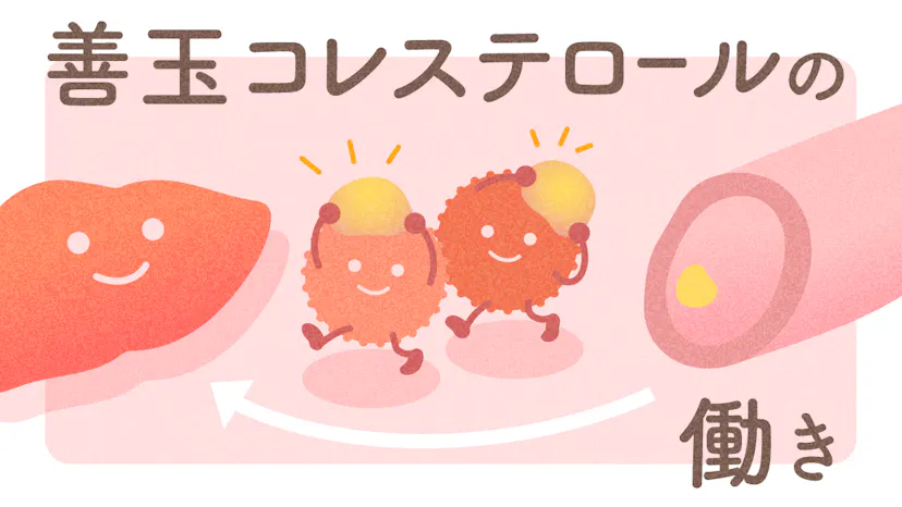 HDLコレステロールとは？善玉コレステロールの働きと基準値を紹介！のサムネイル