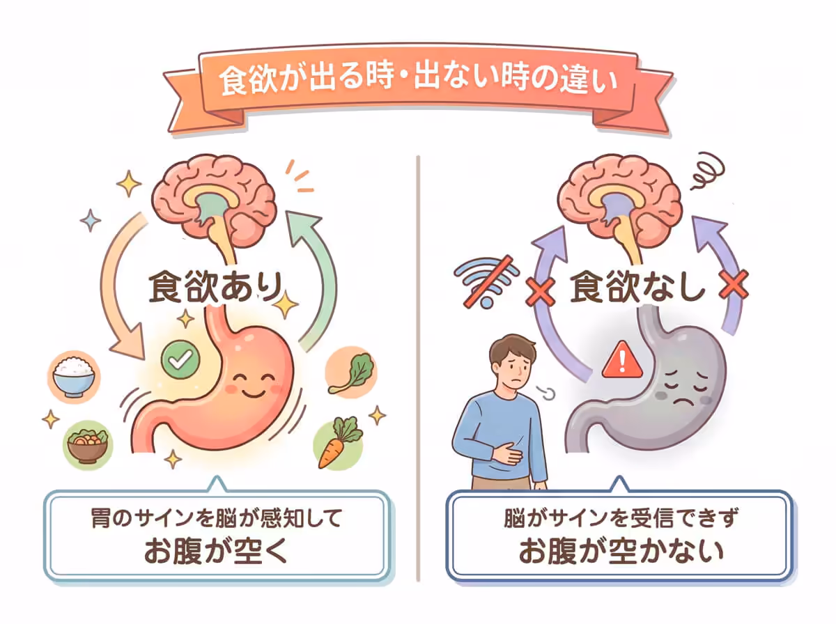 食欲が出る時・出ない時の違い