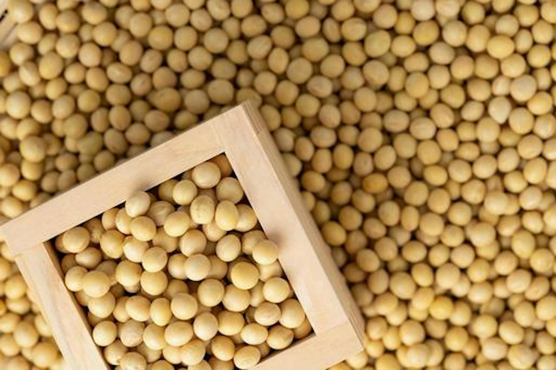 大豆に含まれるタンパク質の特徴は？含有量や健康へのメリットを解説のサムネイル