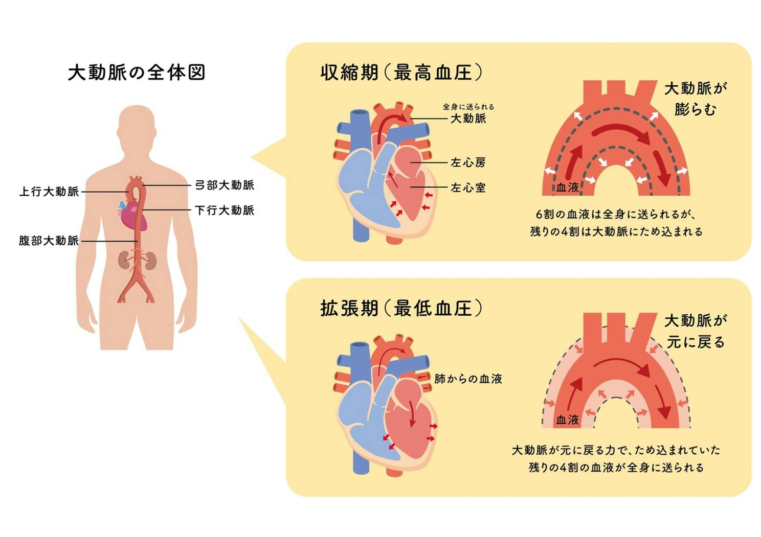 大動脈の全体図