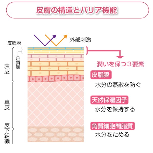 皮膚の構造とバリア機能を解説した図