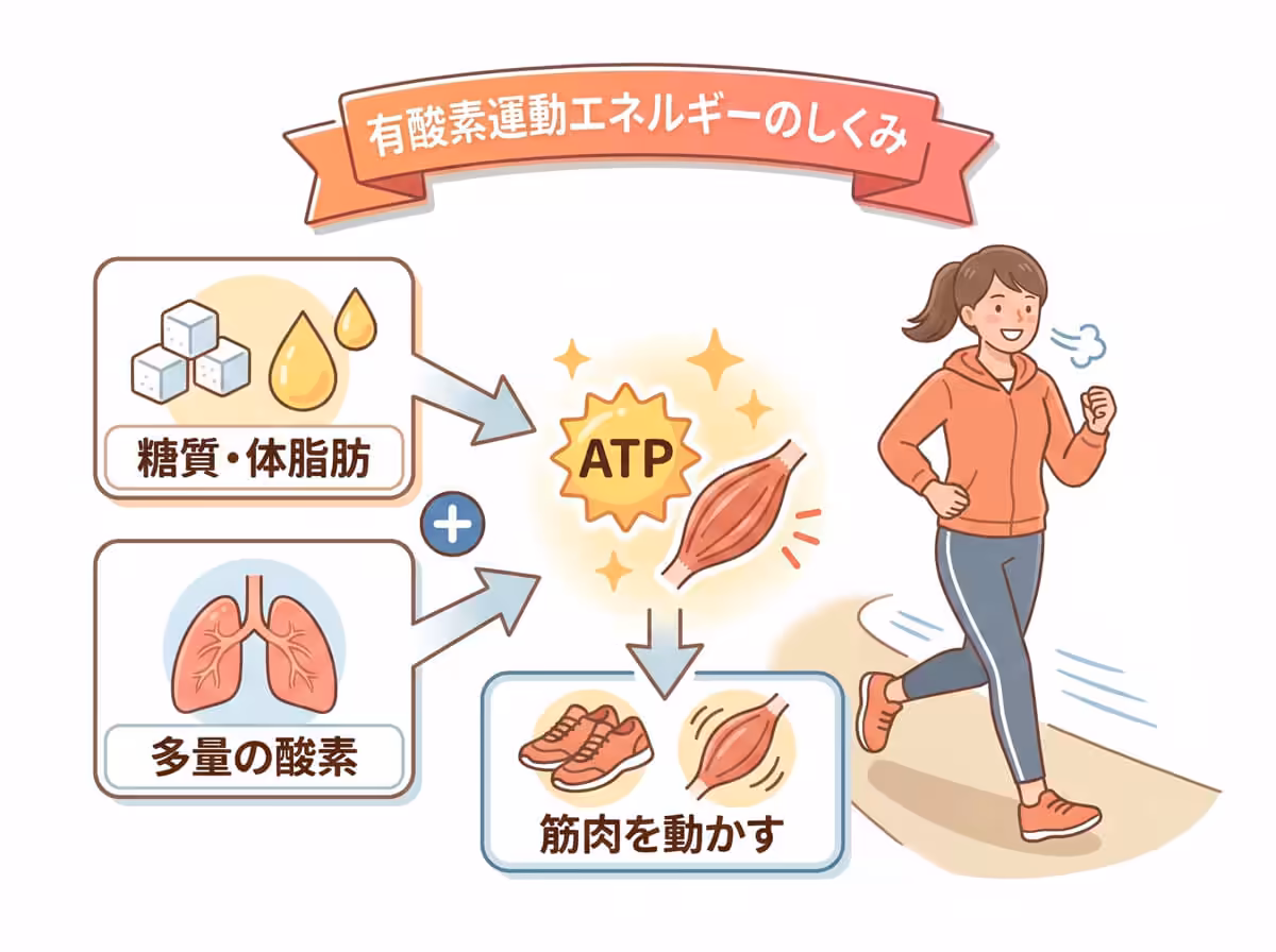 有酸素運動エネルギーのしくみ
