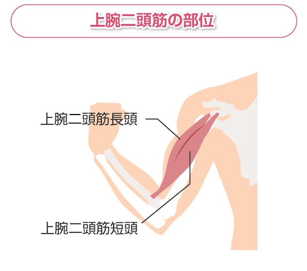 上腕二頭筋の部位を解説した図