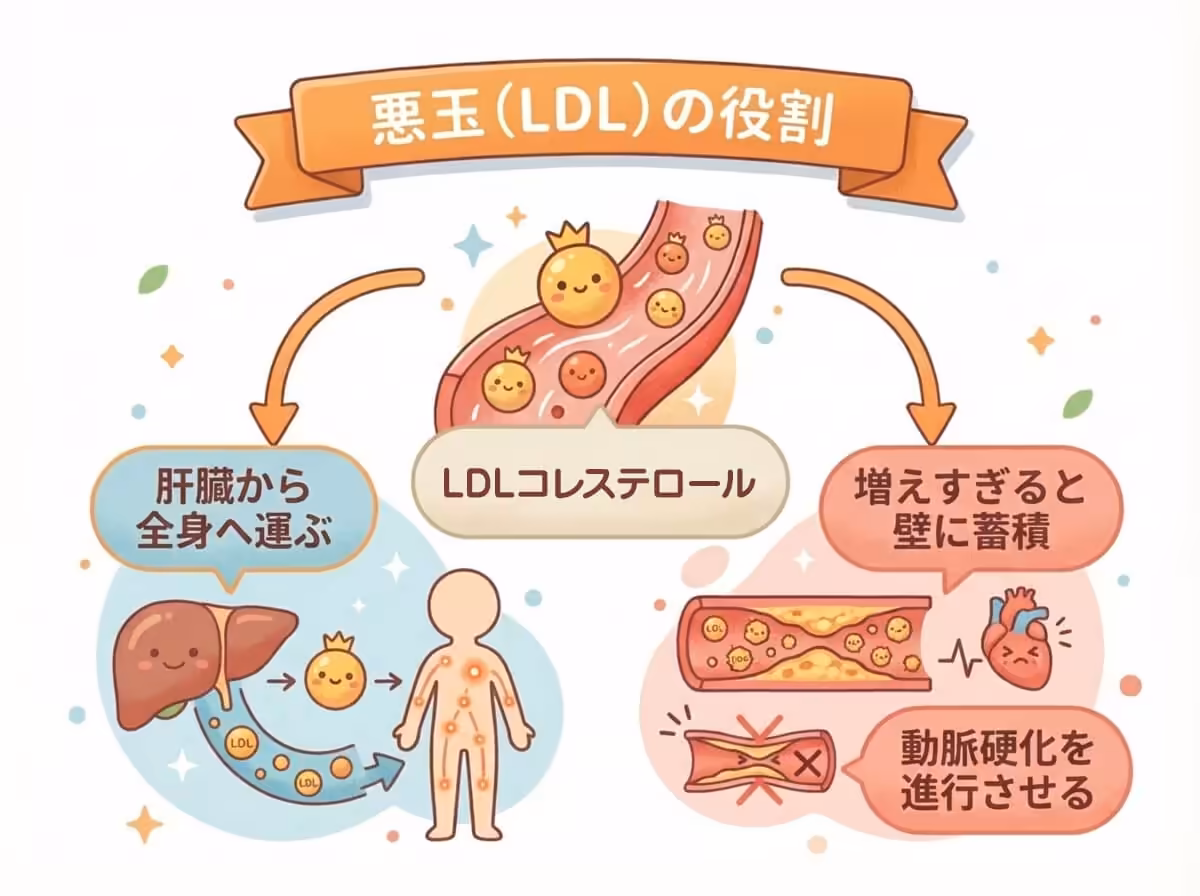 悪玉(LDLの役割)