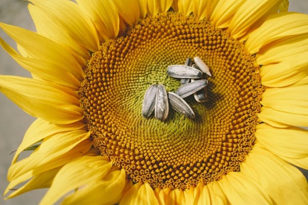 ひまわりの上に種