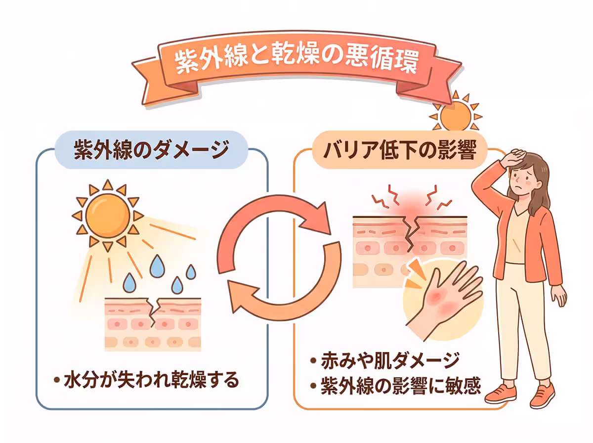 紫外線と乾燥の悪循環