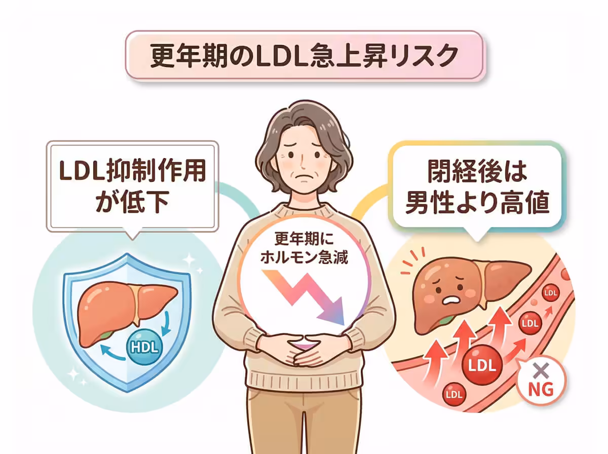 更年期のLDL急上昇リスク