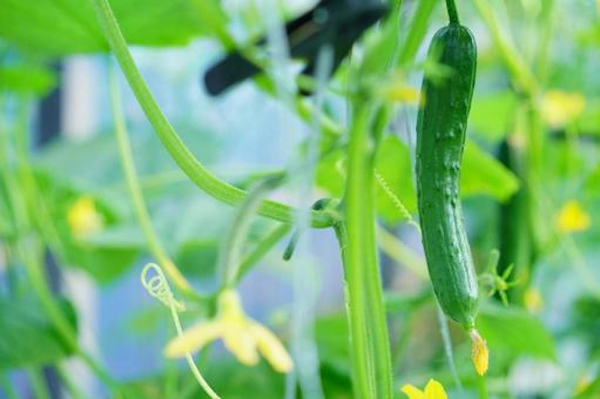 きゅうりに栄養がないって本当？含まれる栄養素や期待できる効果とはのサムネイル