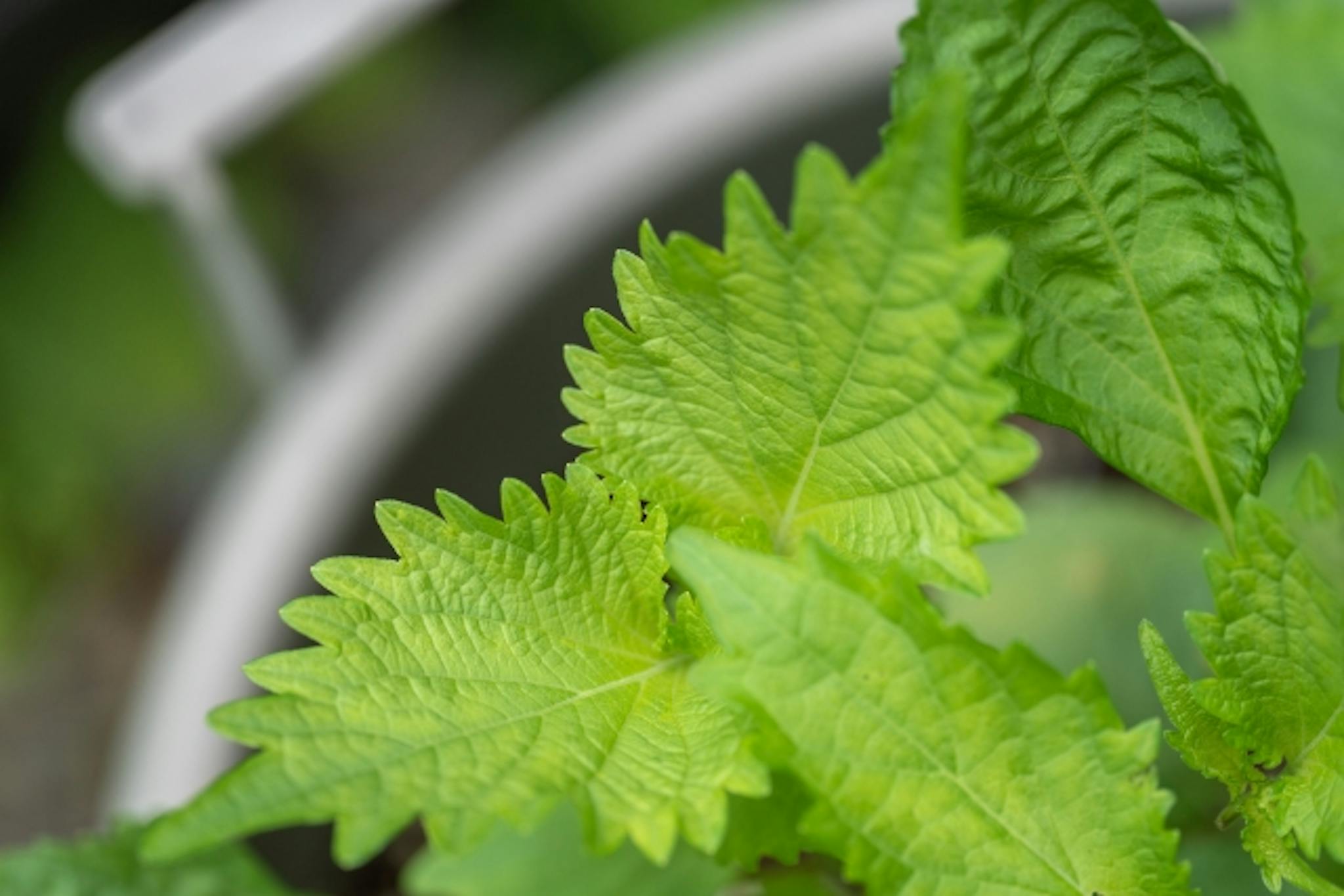 大葉（青じそ）に豊富な栄養素は？赤じそとの違いや保存方法も解説のサムネイル