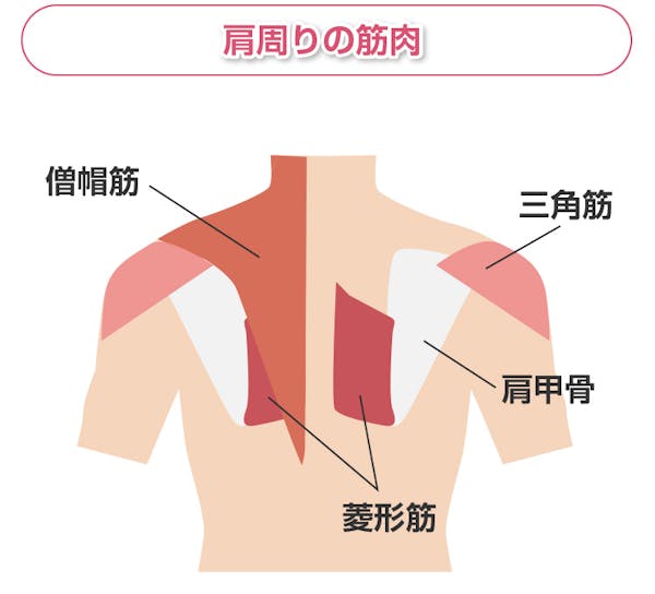 肩周りの筋肉