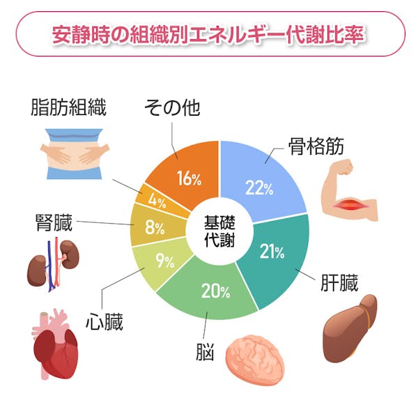 安静時の組織別エネルギー代謝比率