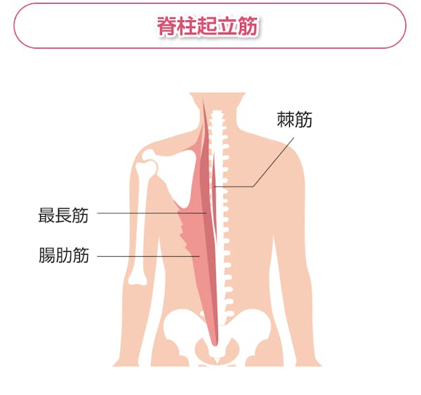 脊柱起立筋の解説図