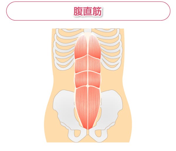 腹直筋