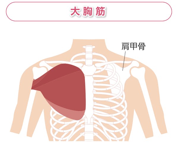 大胸筋の解説図