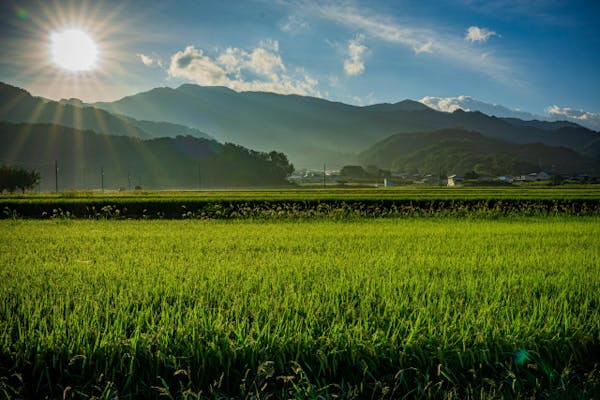 日本の田畑風景