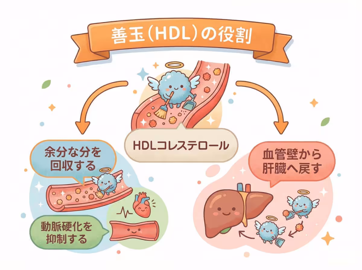 善玉(HDLの役割)