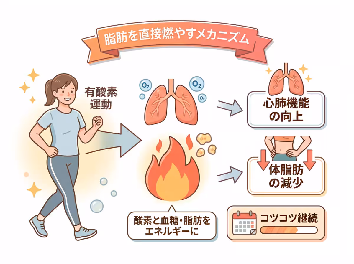脂肪を直接燃やすメカニズム