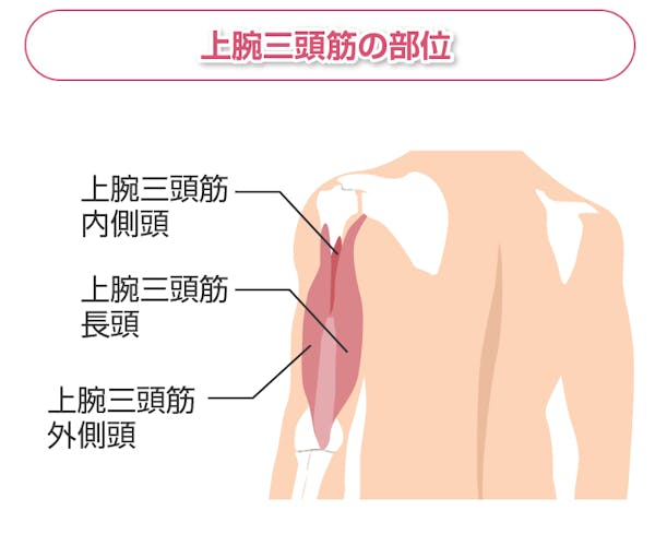 上腕三頭筋の部位