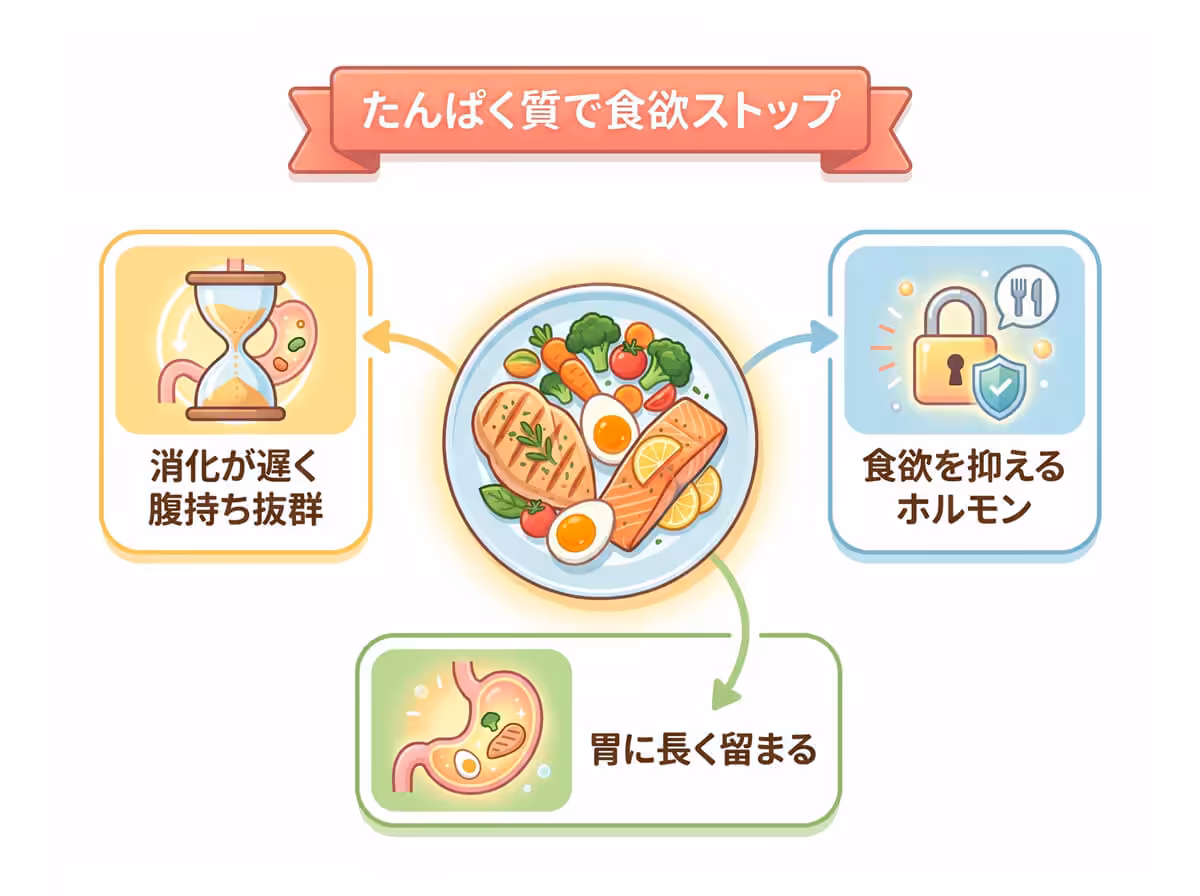 たんぱく質で食欲ストップ