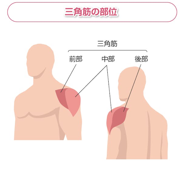 三角筋の部位