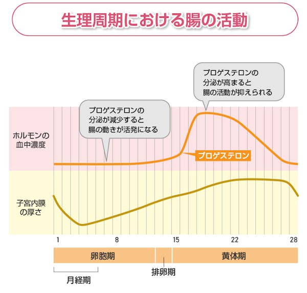 生理周期におけるプロゲステロンの影響