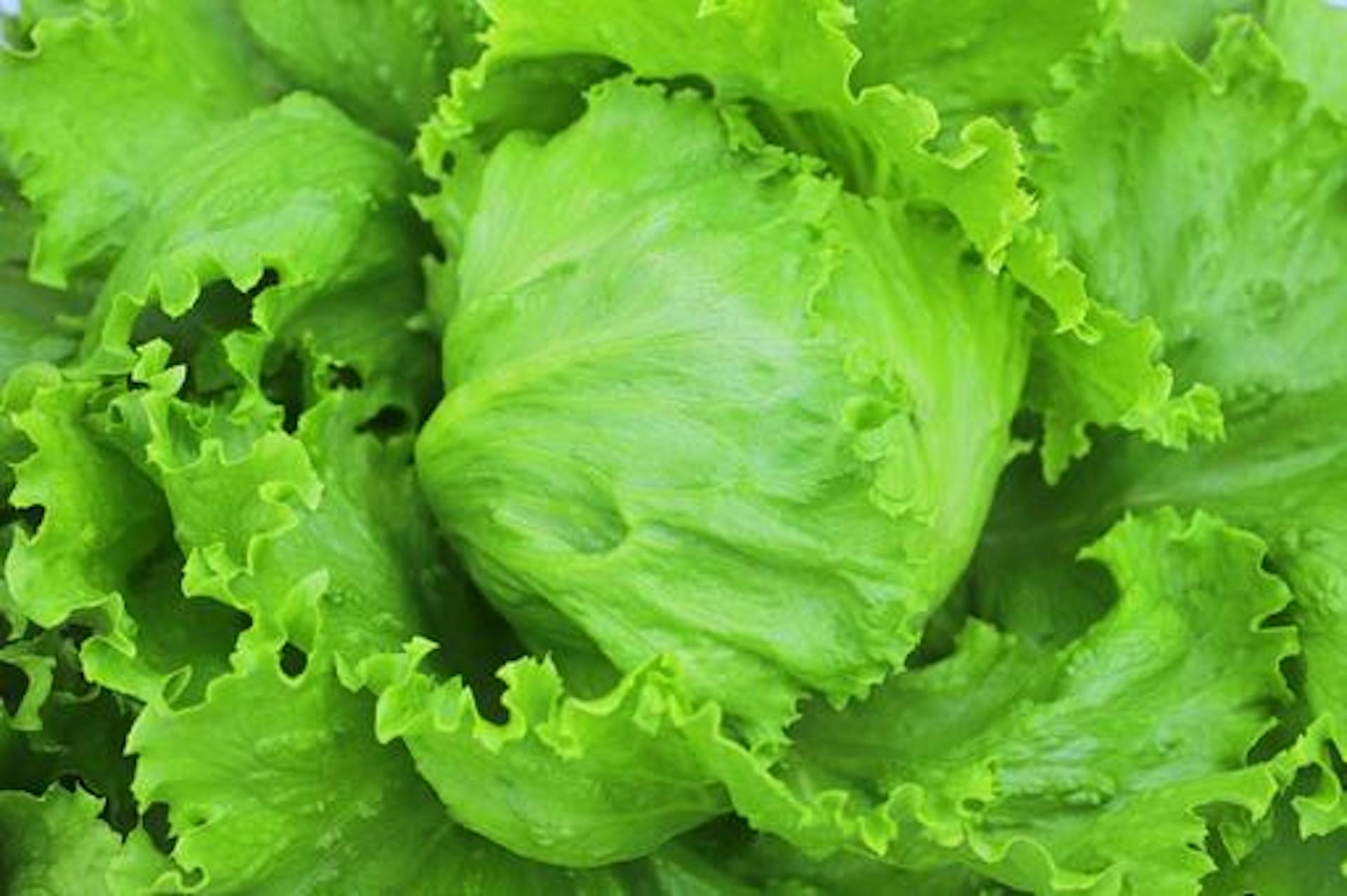 レタスに豊富に含まれる栄養素は？おいしく食べるポイントも紹介のサムネイル