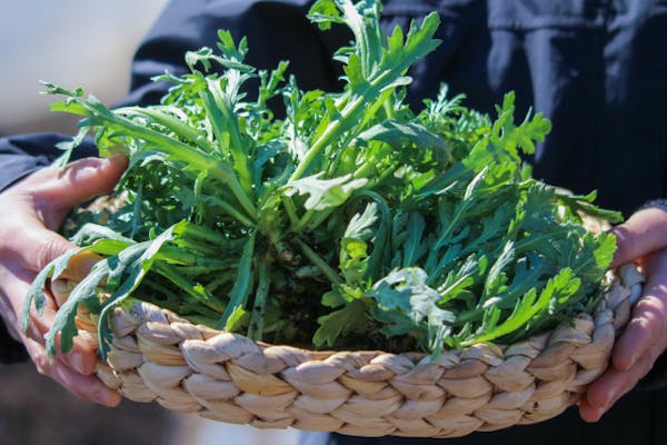 ザルにはいった春菊を持っている人
