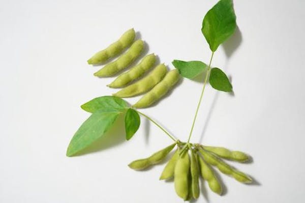 葉付き枝豆の画像