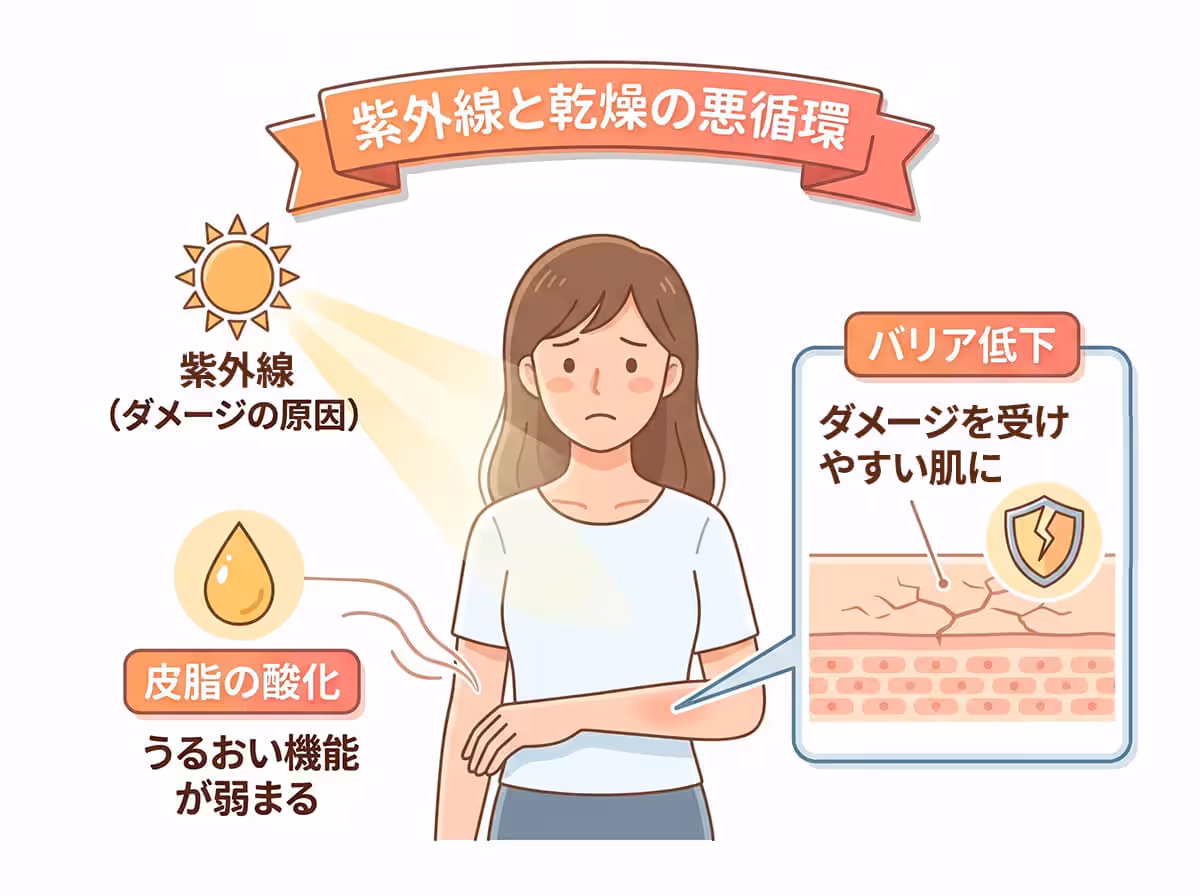 紫外線と乾燥の悪循環