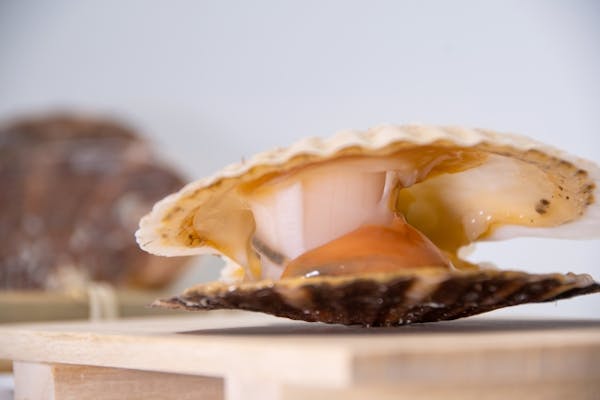 開いたホタテ