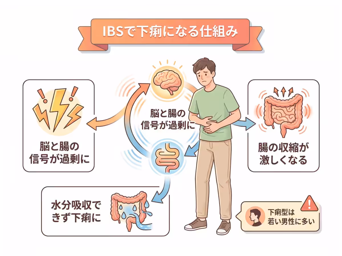 IBSで下痢になる仕組み