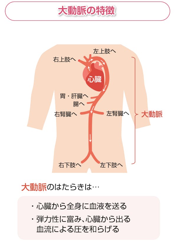 大動脈の特徴を解説した図